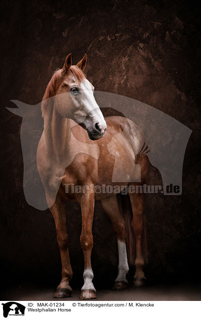 Westphalian Horse / MAK-01234