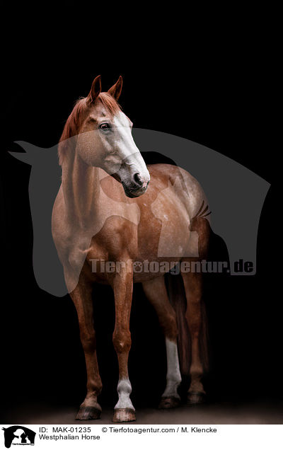 Westphalian Horse / MAK-01235