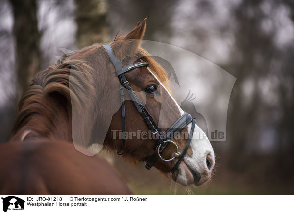Westphalian Horse portrait / JRO-01218
