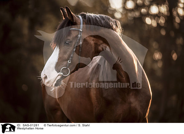 Westphalian Horse / SAS-01281