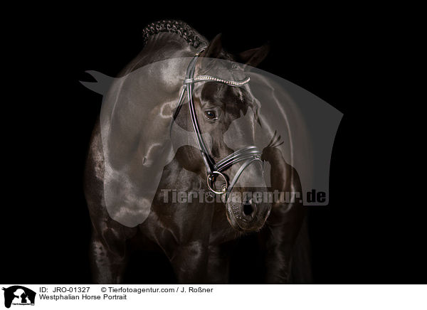 Westphalian Horse Portrait / JRO-01327