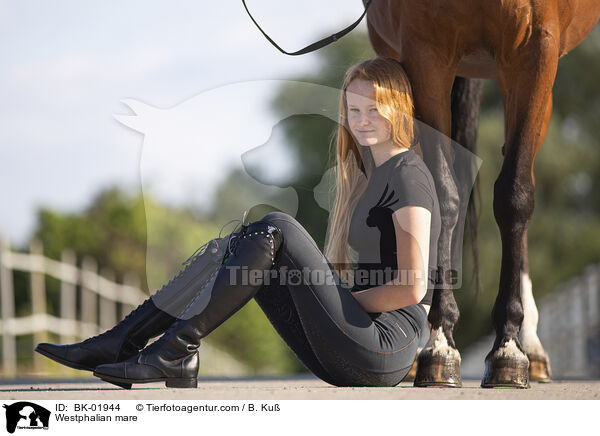 Westphalian mare / BK-01944