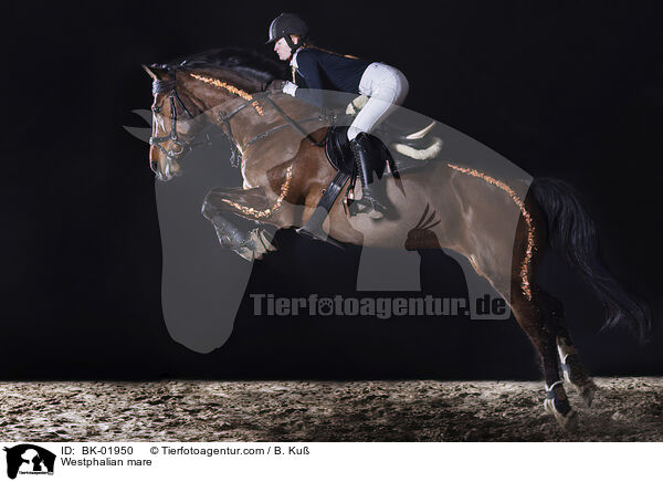 Westfalen Stute / Westphalian mare / BK-01950