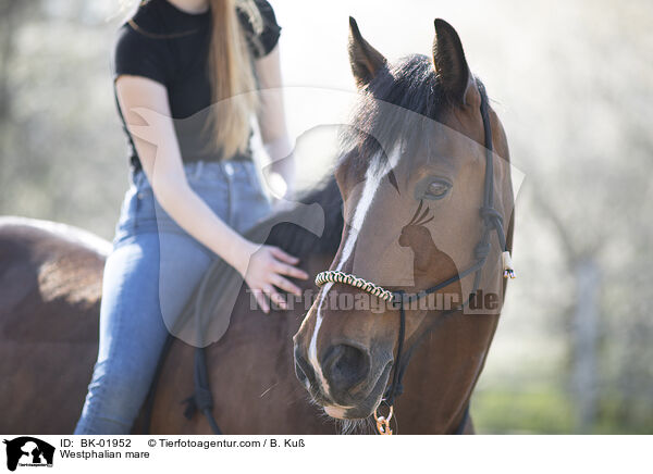Westfalen Stute / Westphalian mare / BK-01952