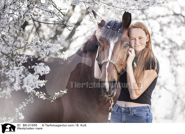 Westfalen Stute / Westphalian mare / BK-01956