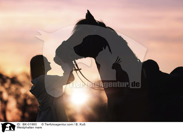 Westphalian mare / BK-01960