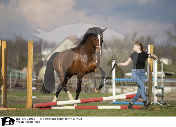 Westphalian mare / BK-01963