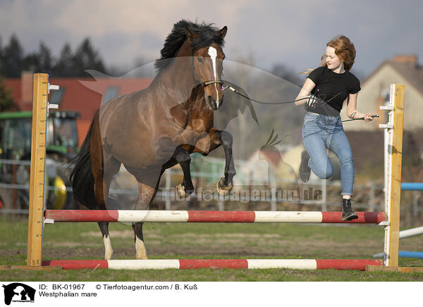 Westphalian mare / BK-01967