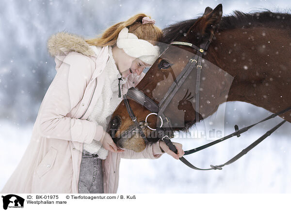 Westphalian mare / BK-01975