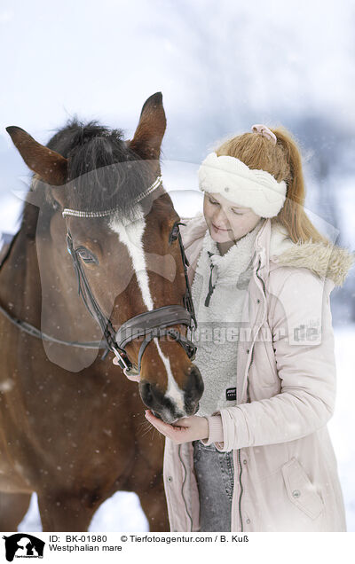 Westfalen Stute / Westphalian mare / BK-01980