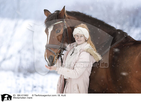 Westfalen Stute / Westphalian mare / BK-01982