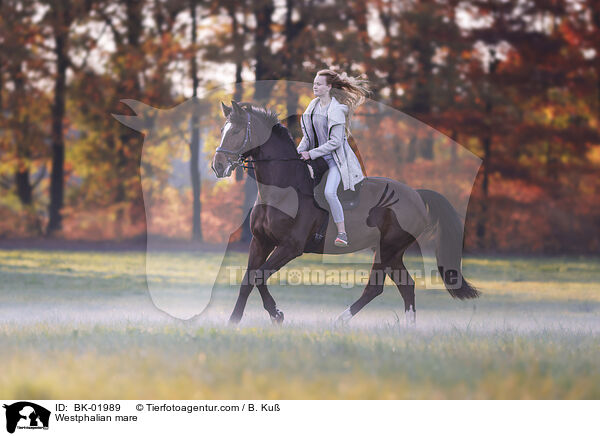 Westphalian mare / BK-01989