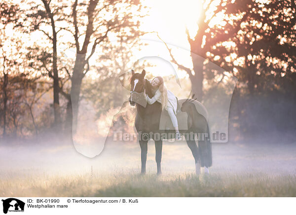 Westphalian mare / BK-01990