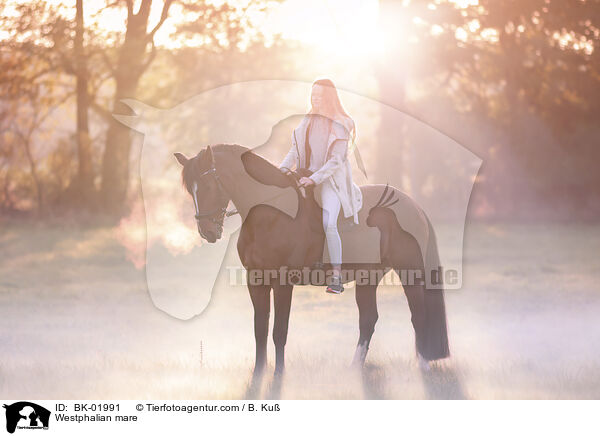 Westfalen Stute / Westphalian mare / BK-01991