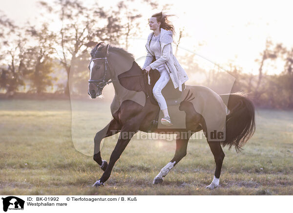 Westfalen Stute / Westphalian mare / BK-01992