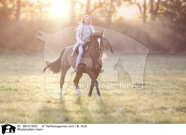 Westfalen Stute / Westphalian mare / BK-01993