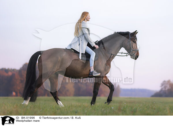 Westfalen Stute / Westphalian mare / BK-01996