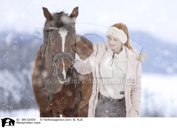 Westphalian mare / BK-02000