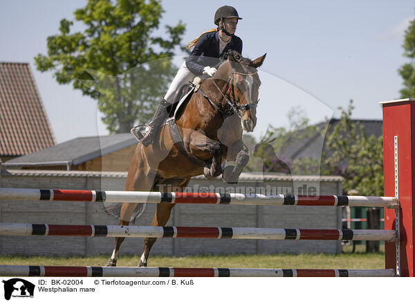 Westfalen Stute / Westphalian mare / BK-02004