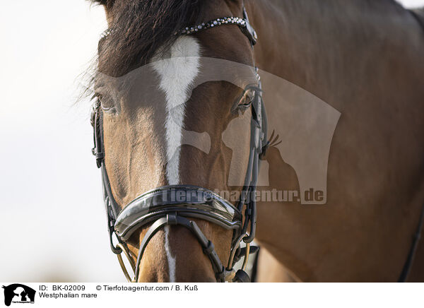 Westfalen Stute / Westphalian mare / BK-02009