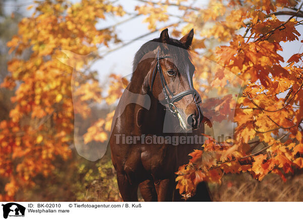 Westfalen Stute / Westphalian mare / BK-02010