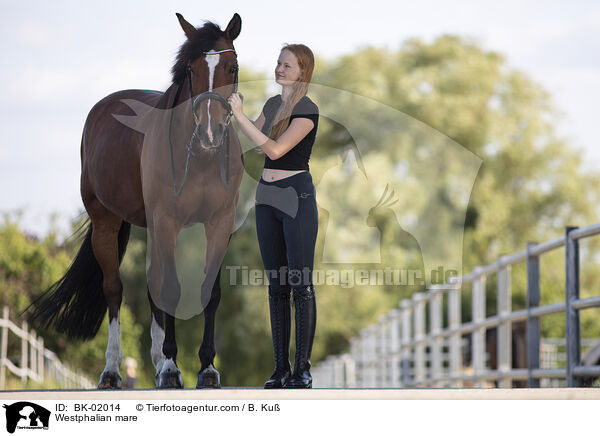 Westphalian mare / BK-02014