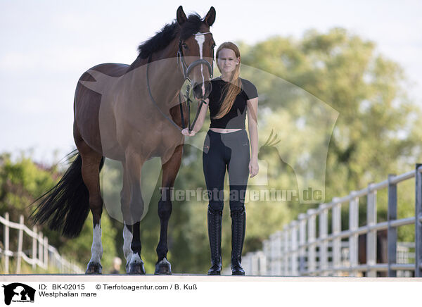 Westphalian mare / BK-02015