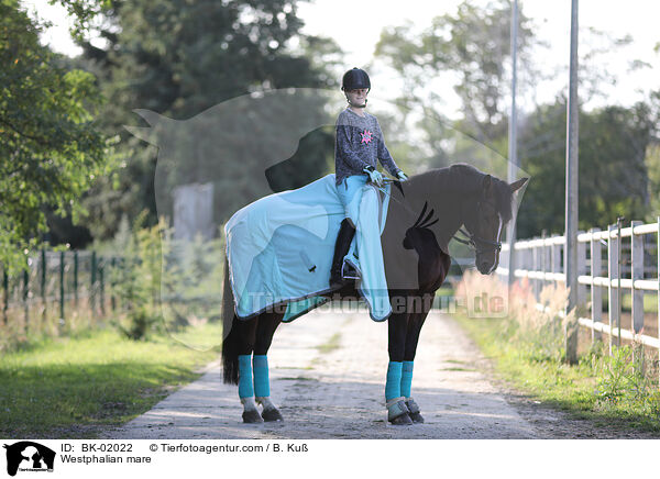 Westfalen Stute / Westphalian mare / BK-02022
