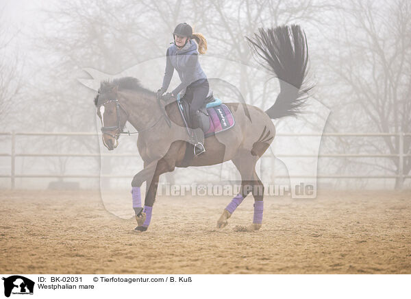 Westfalen Stute / Westphalian mare / BK-02031