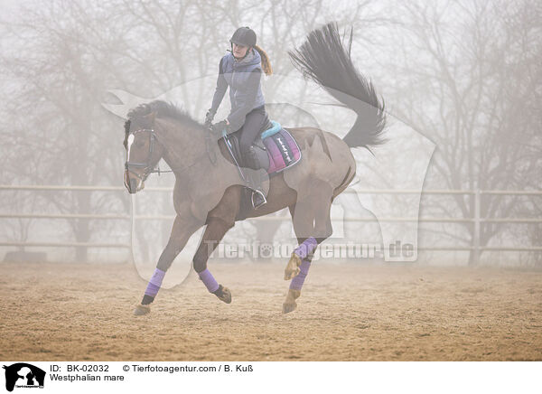 Westfalen Stute / Westphalian mare / BK-02032
