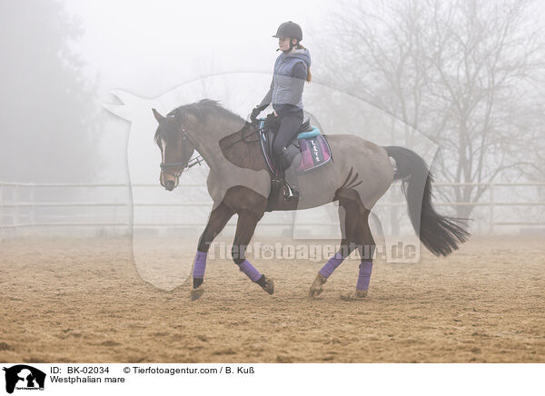 Westfalen Stute / Westphalian mare / BK-02034