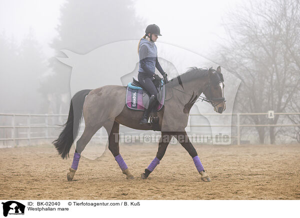 Westphalian mare / BK-02040