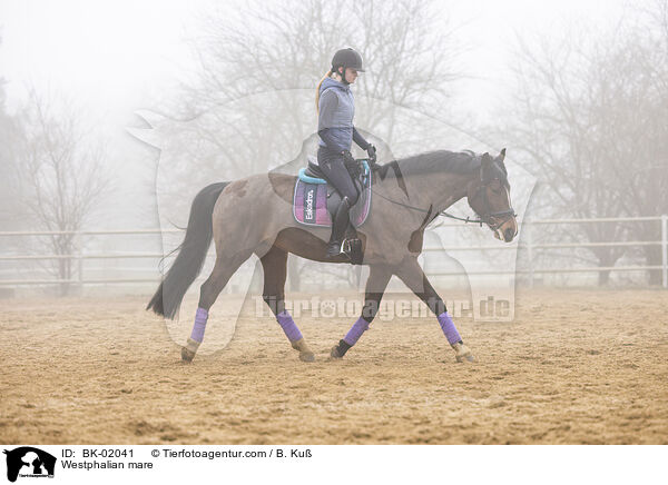 Westphalian mare / BK-02041