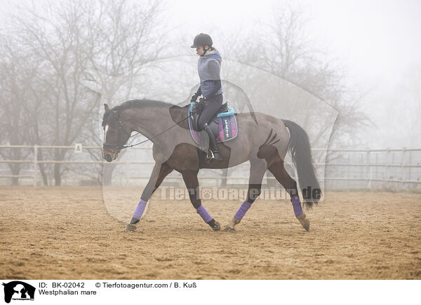 Westphalian mare / BK-02042