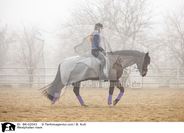 Westphalian mare / BK-02043