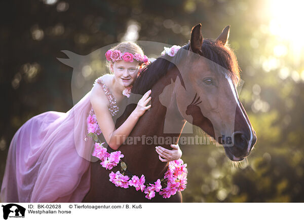 Westfale / Westphalian horse / BK-02628