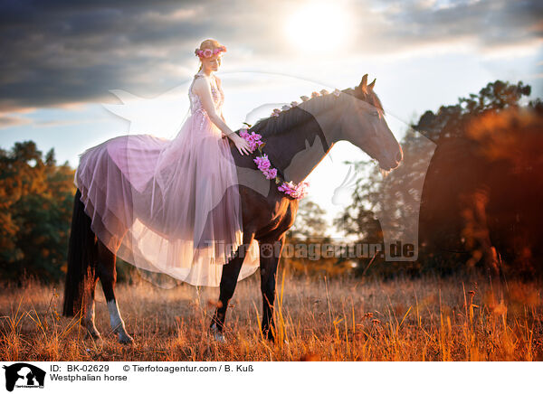 Westfale / Westphalian horse / BK-02629