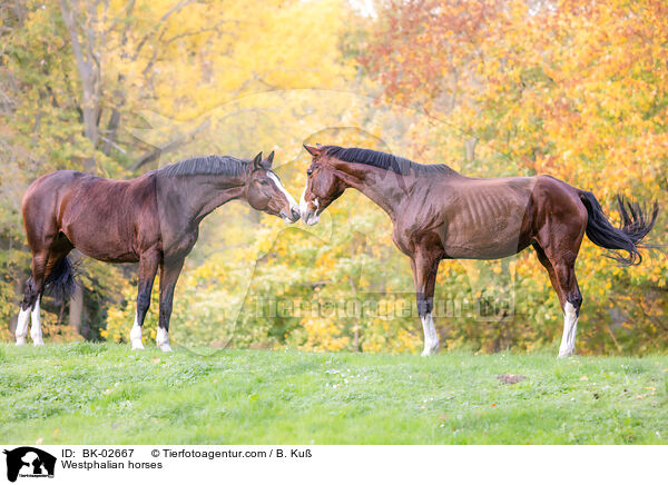Westphalian horses / BK-02667