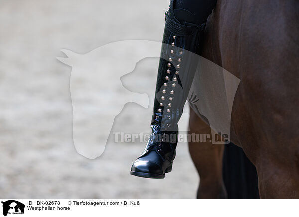 Westfale / Westphalian horse / BK-02678