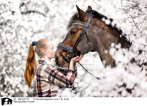Westfale / Westphalian horse / BK-02741