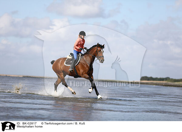 Westphalian horse / BK-02817