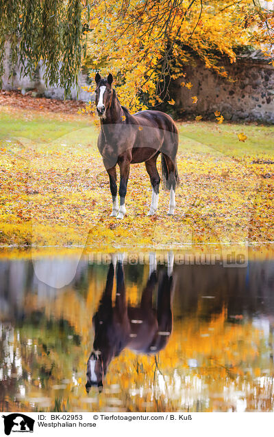 Westfale / Westphalian horse / BK-02953