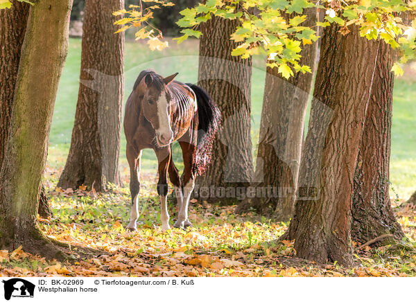 Westfale / Westphalian horse / BK-02969