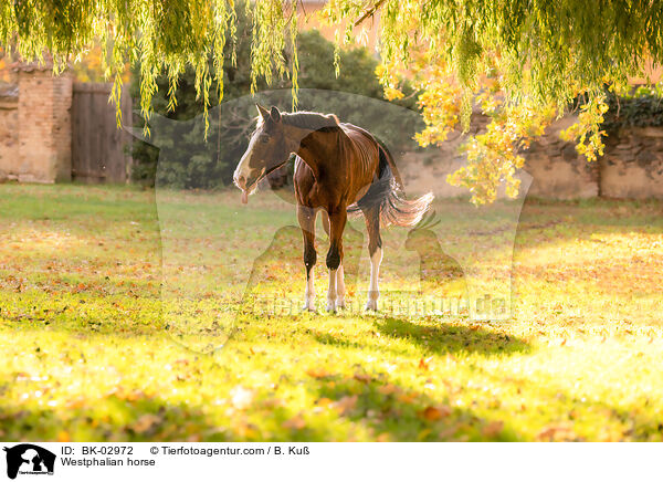 Westfale / Westphalian horse / BK-02972