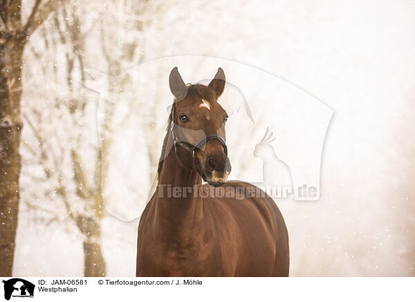 Westfale / Westphalian / JAM-06581