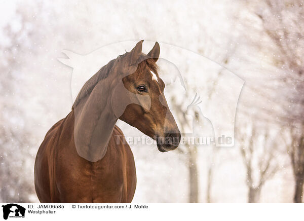 Westphalian / JAM-06585