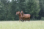 horses