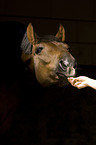 horse portrait