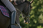 riding a warmblood