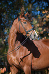 Westphalian Horse Portrait